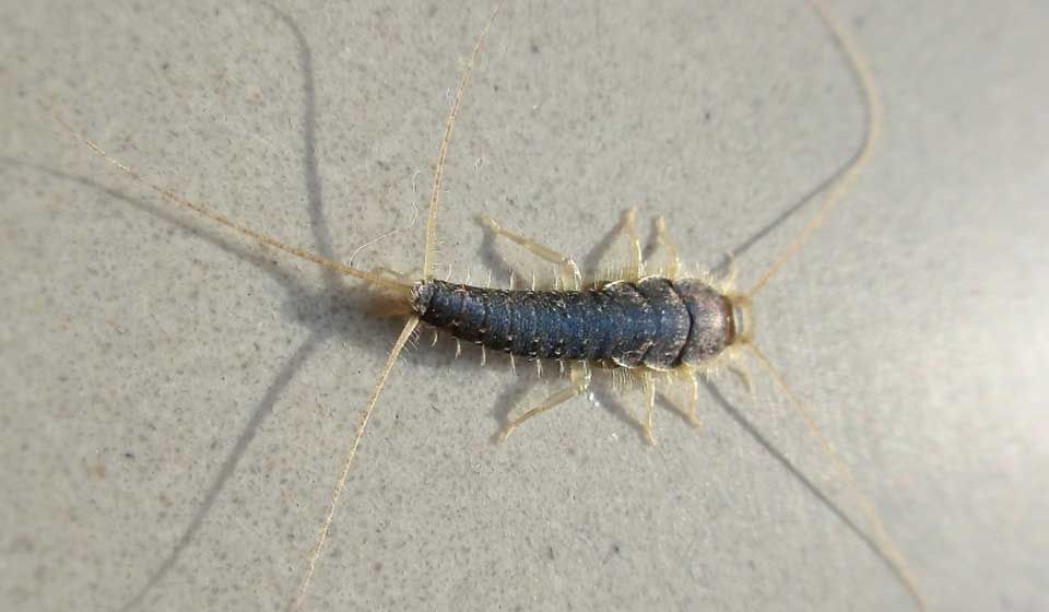 Silverfish