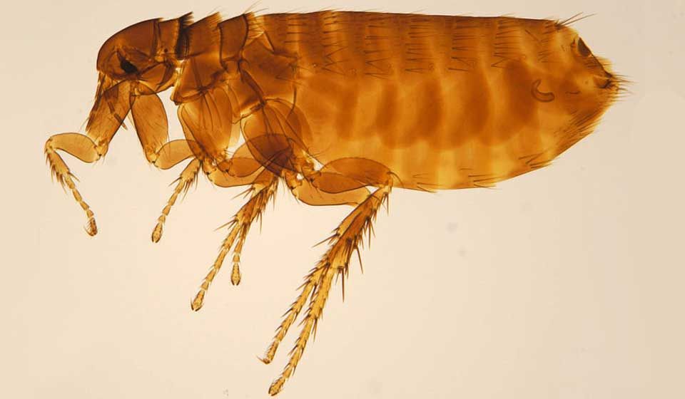 Bird Flea 