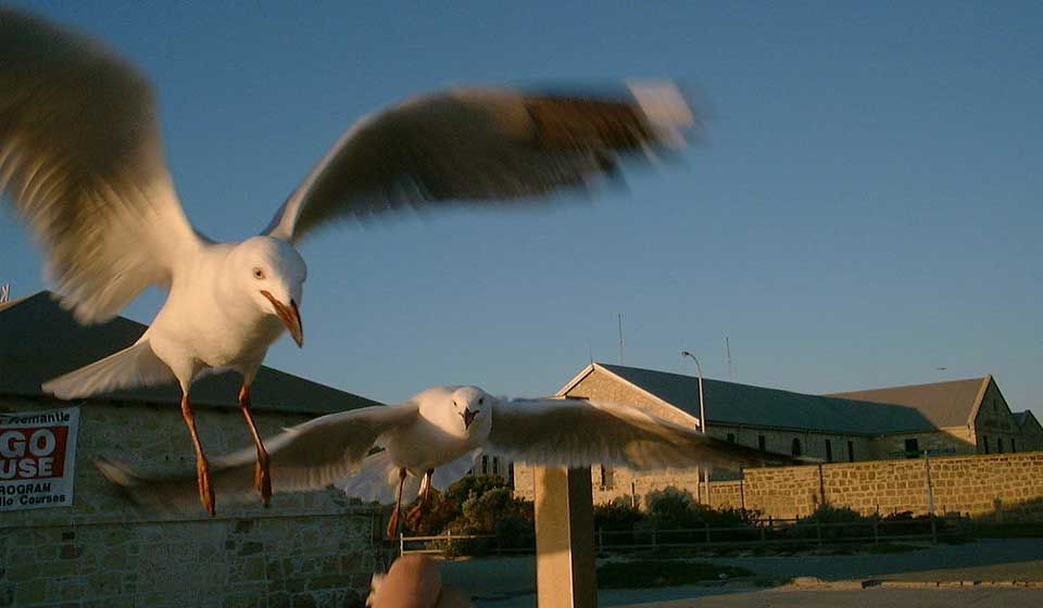 Silver Gull