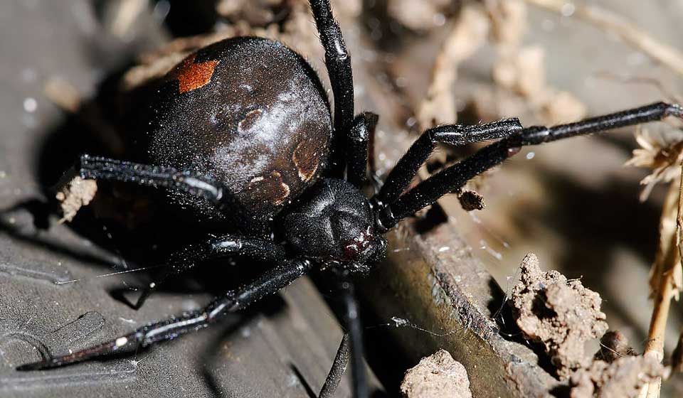 Female Redback Spider