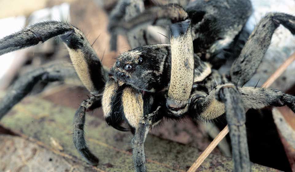 Wolf Spider