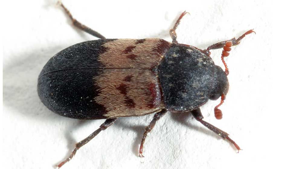 Larder Beetle