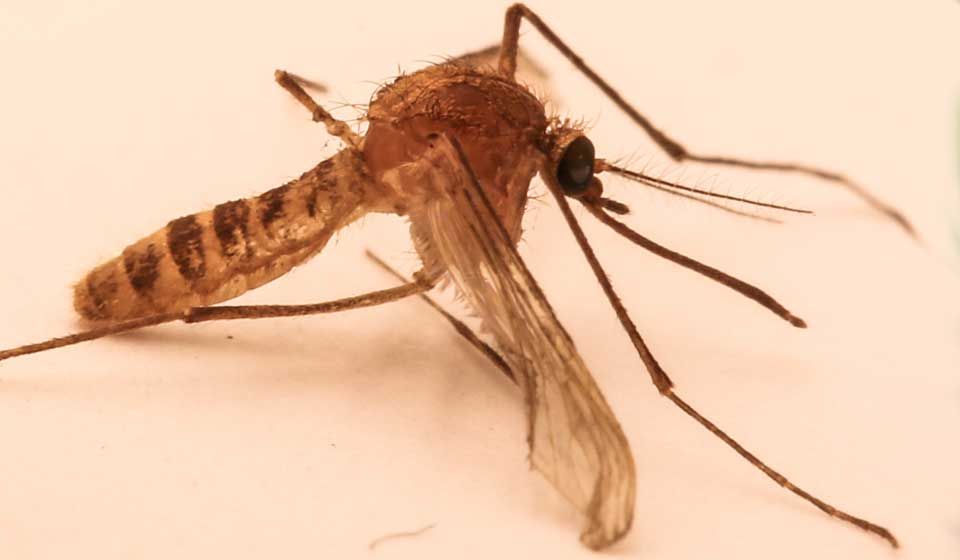 Culex Mosquito