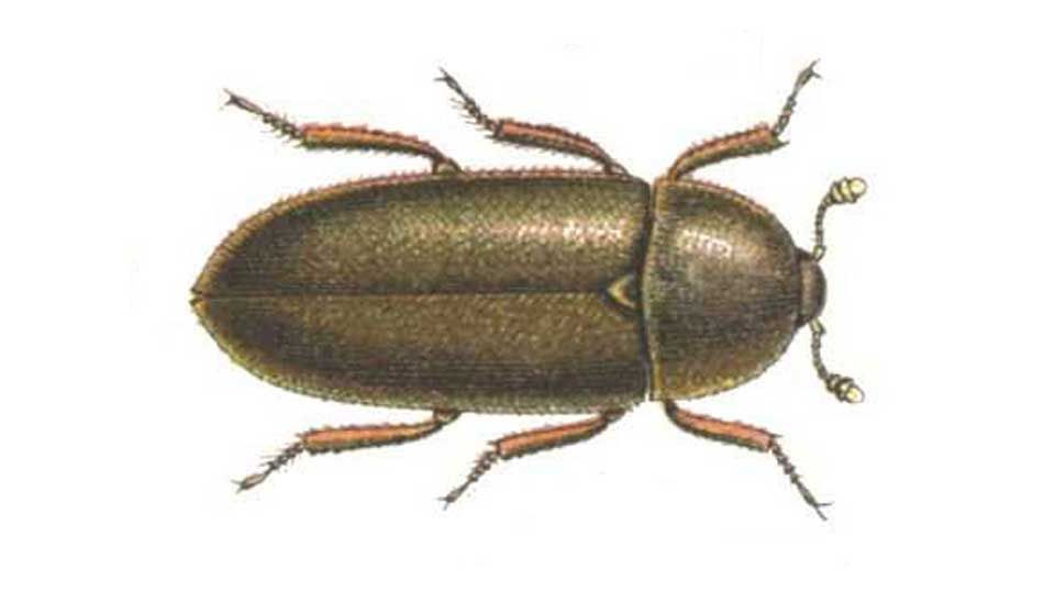 Leather Beetle