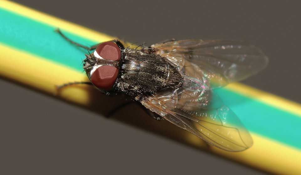 House Fly