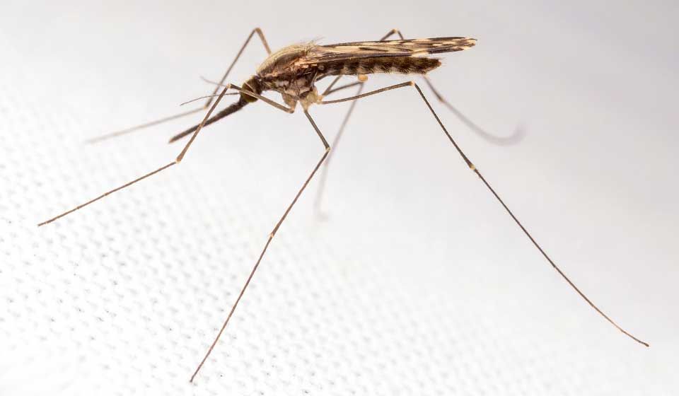 Anopheles Mosquito