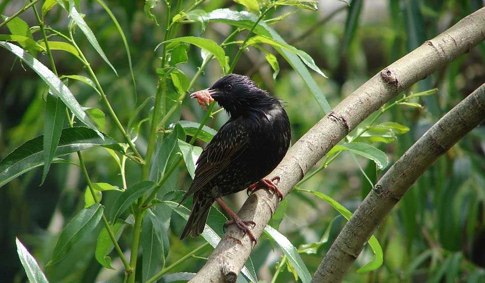 Starlings