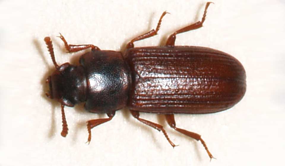 Confused Flour Beetle