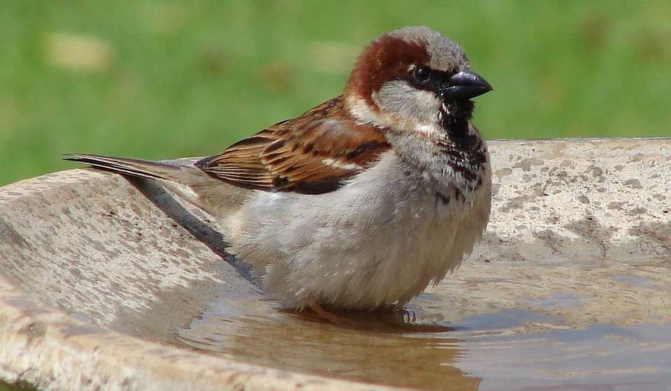 House Sparrow