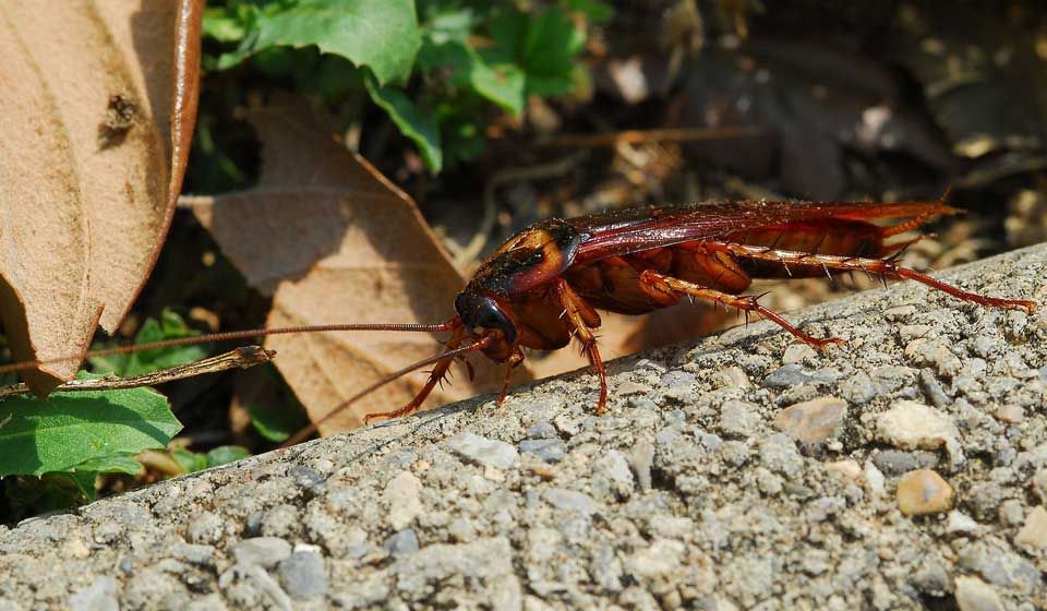 American Cockroach 