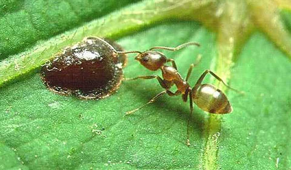 Argentine Ant 