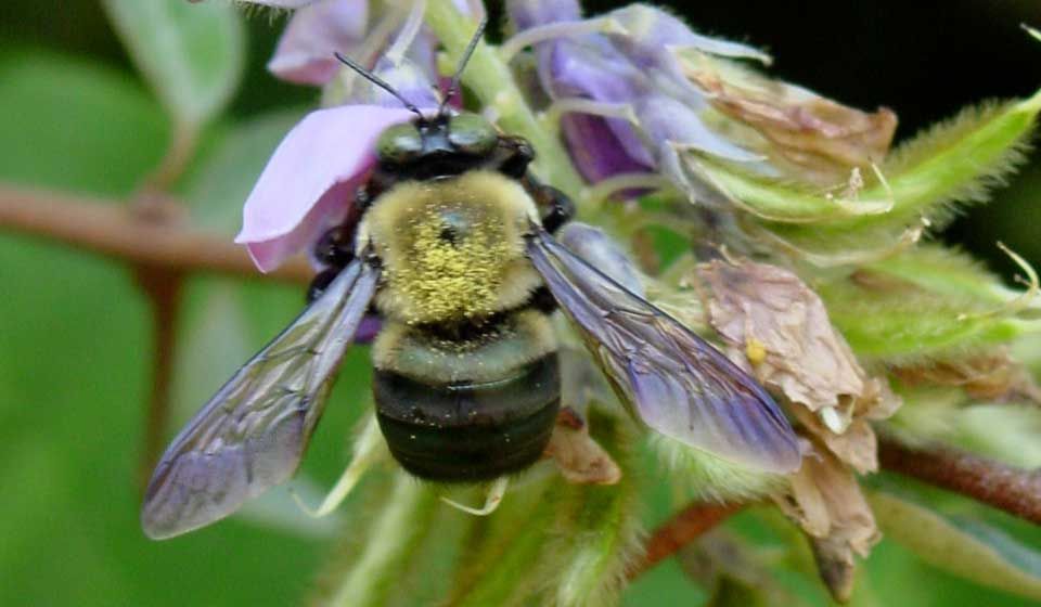 Carpenter Bee 