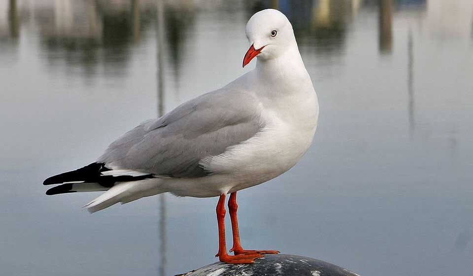 Silver Gull