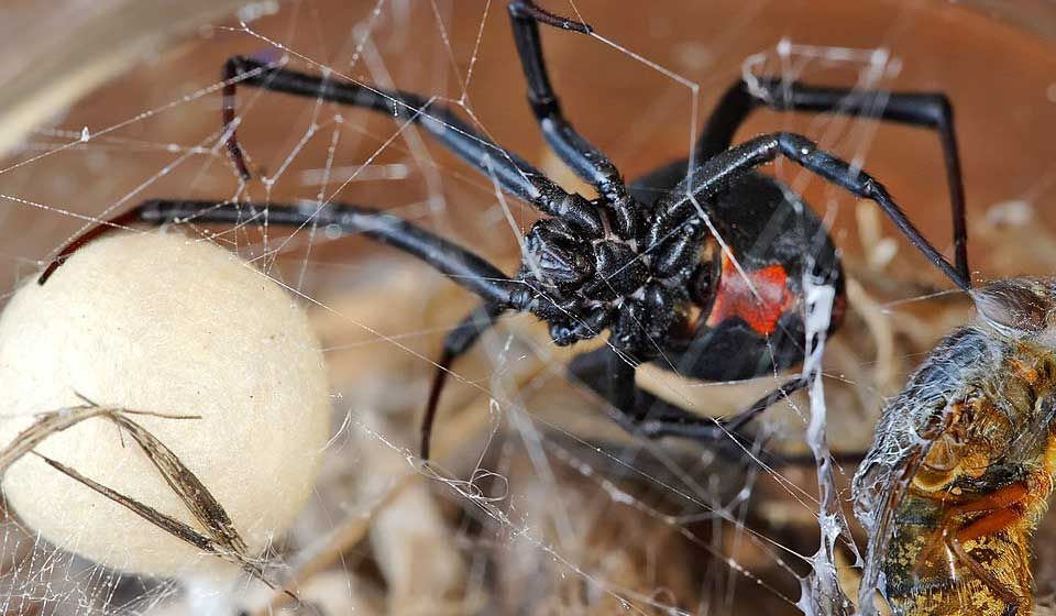Redback Spider with Egg Sac