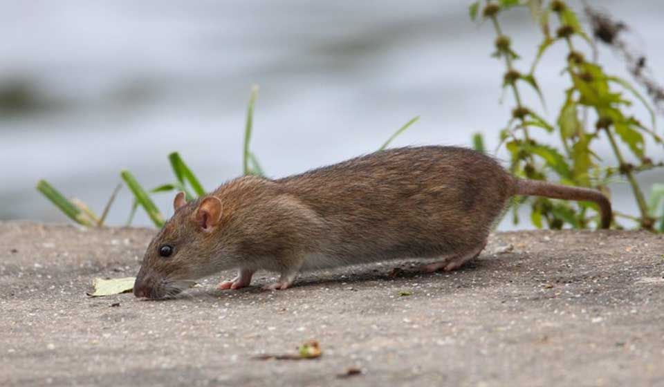 Brown Rat