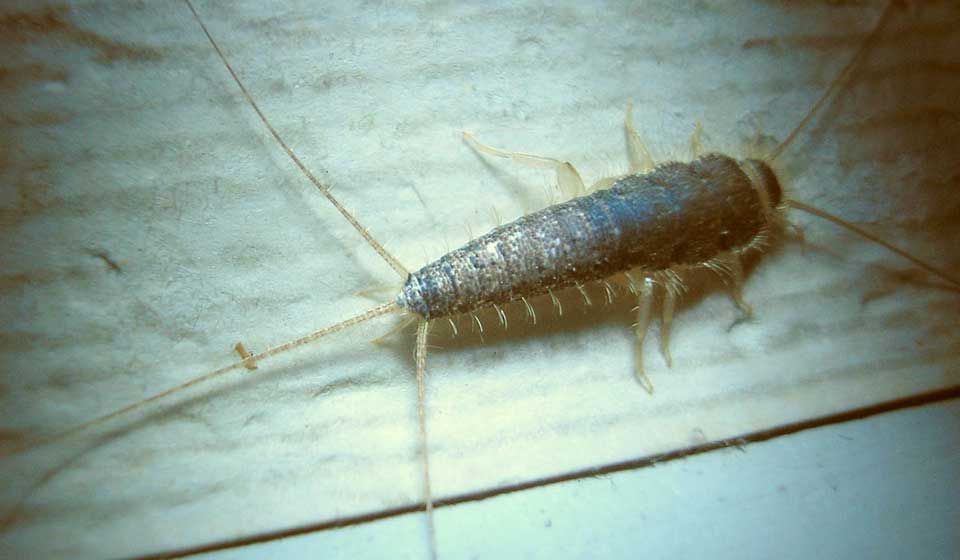 Silverfish