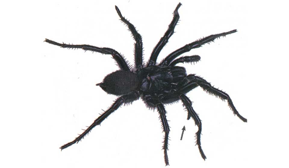 Male Sydney Funnel Web Spider