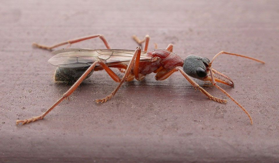 Bulldog Ant (Mymecia nigriceps)