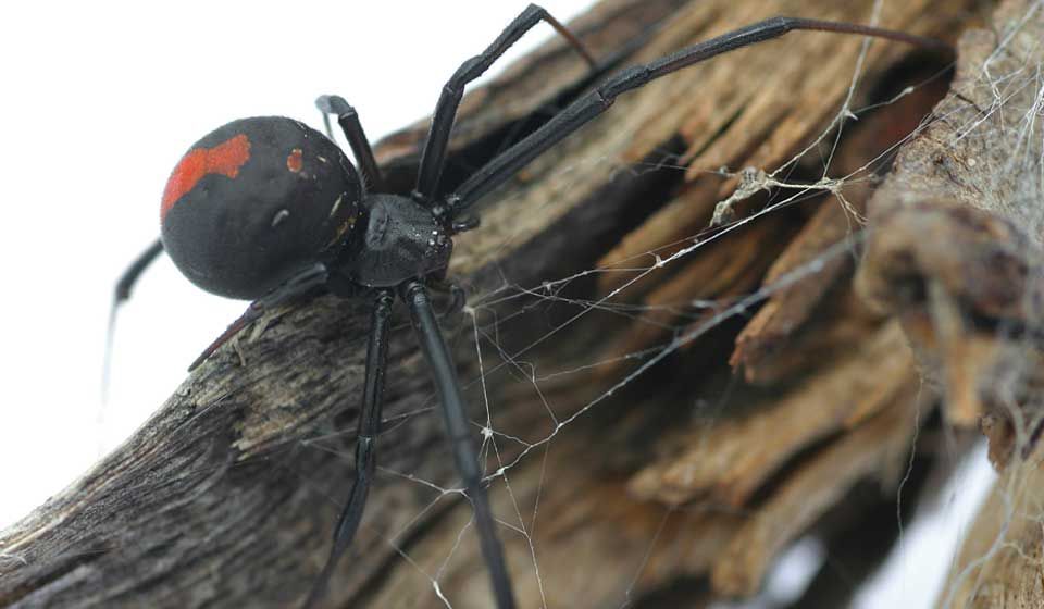 Female Redback Spider
