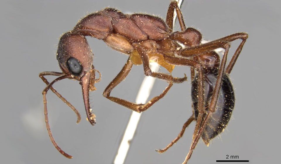 Bulldog Ant (Mymecia forticata)