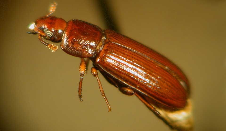 Rust Red Flour Beetle 