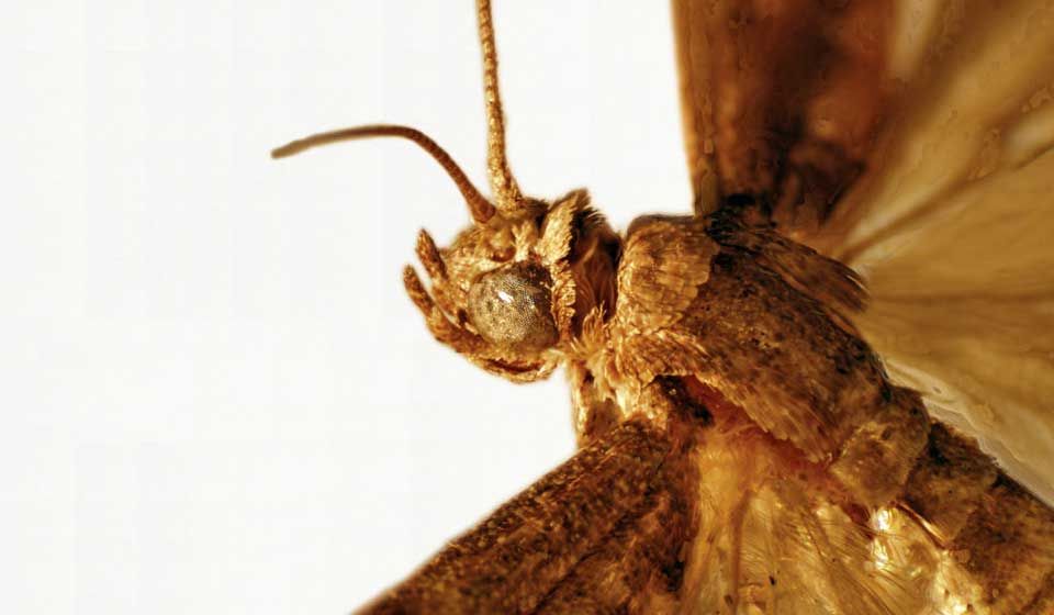 Almond Moth