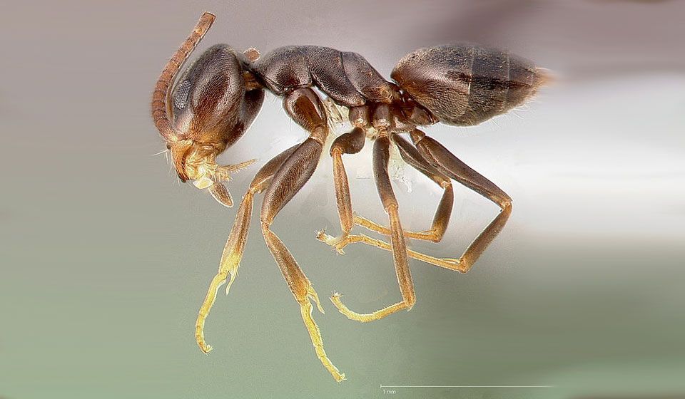 Odorous House Ant