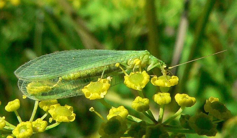 Lacewing