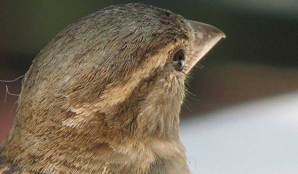 House Sparrow