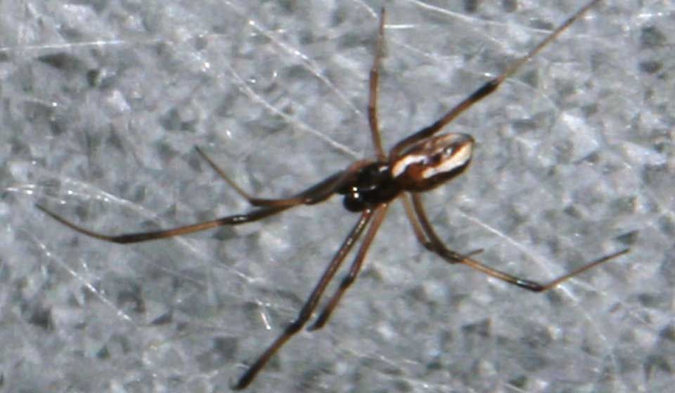 Male Redback Spider