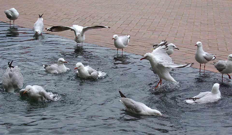 Silver Gull