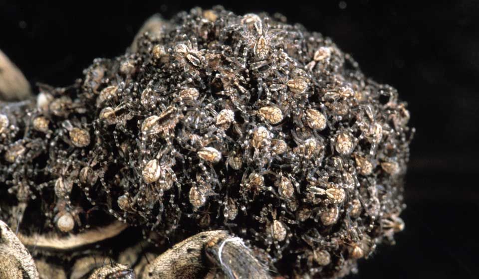 Female Wolf Spider with spiderlings