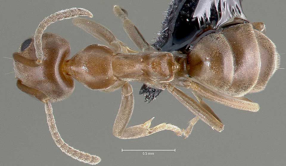 Argentinian Rats Argentine Ant Male