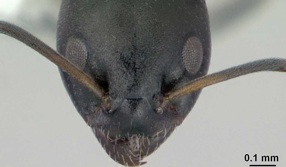 Black House Ant