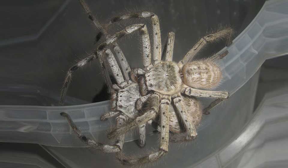 Huntsman Spider