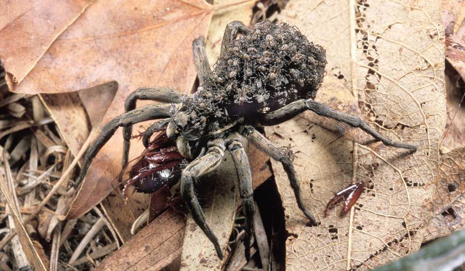 Female Wolf Spider with spiderlings