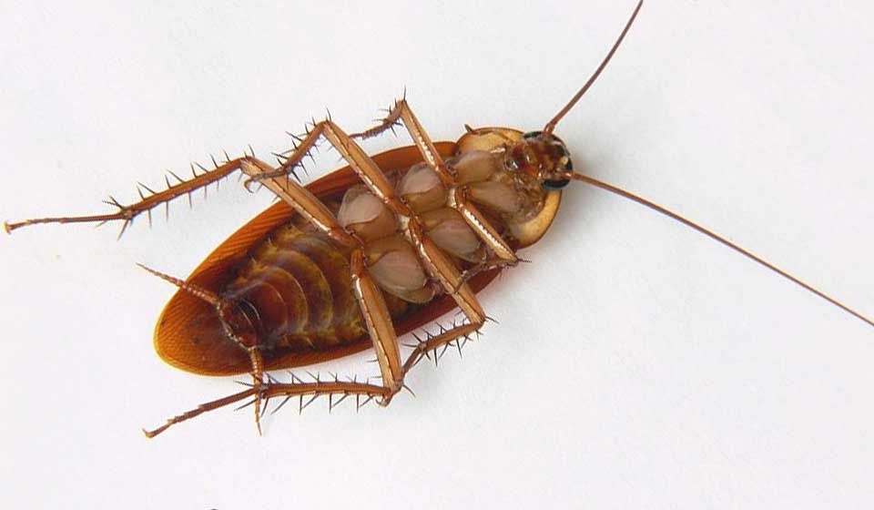 American Cockroach 