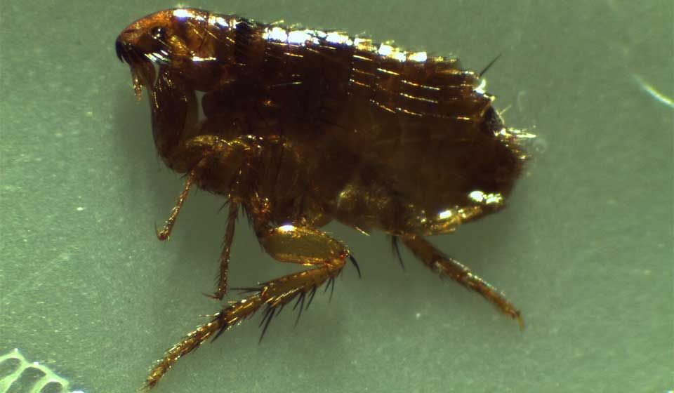 Cat Flea 