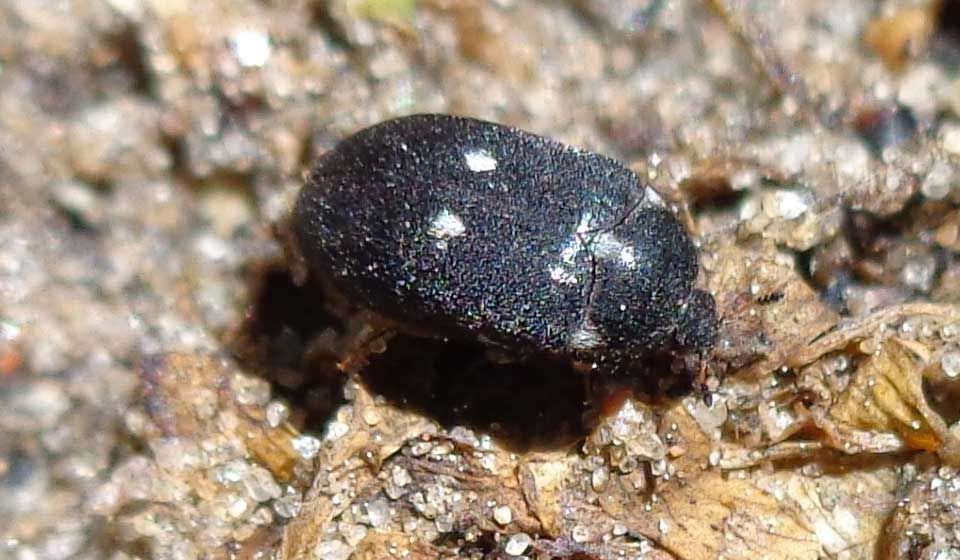 Fur Beetle