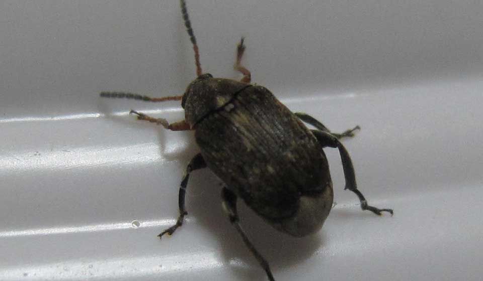 Bean Weevil