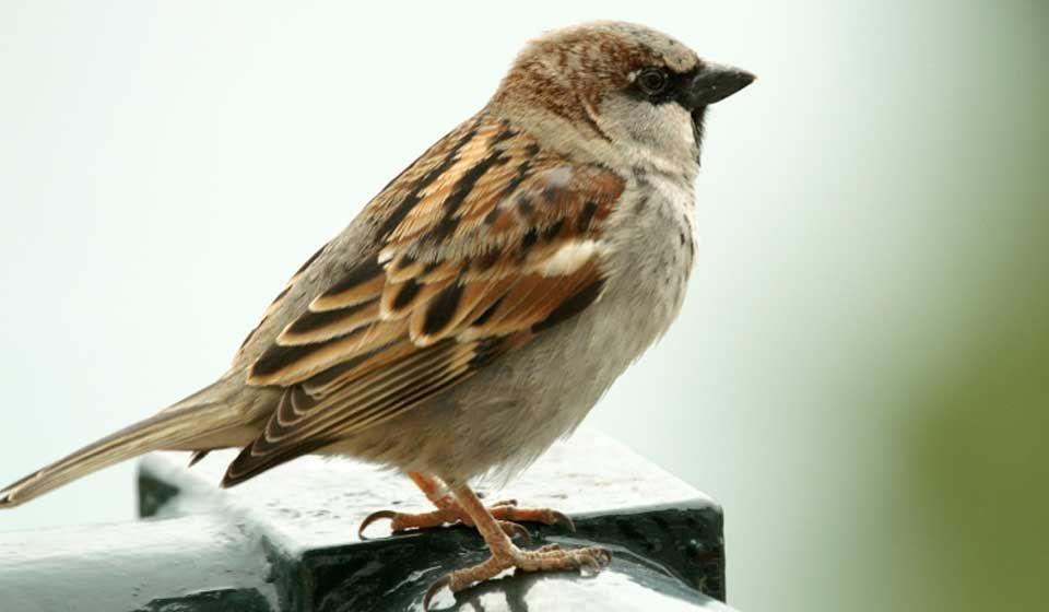 House Sparrow