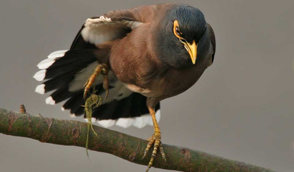 Indian Myna