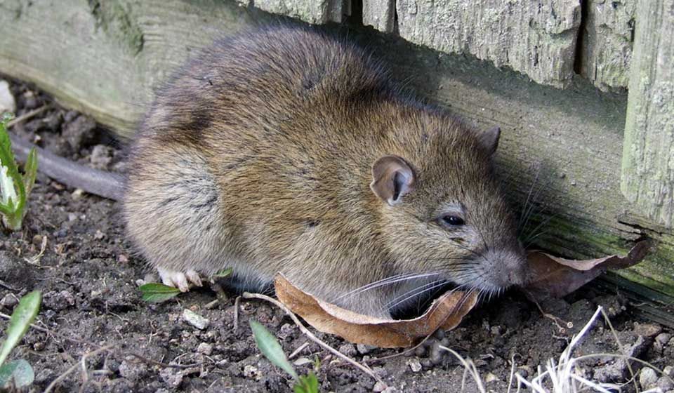 Brown Rat