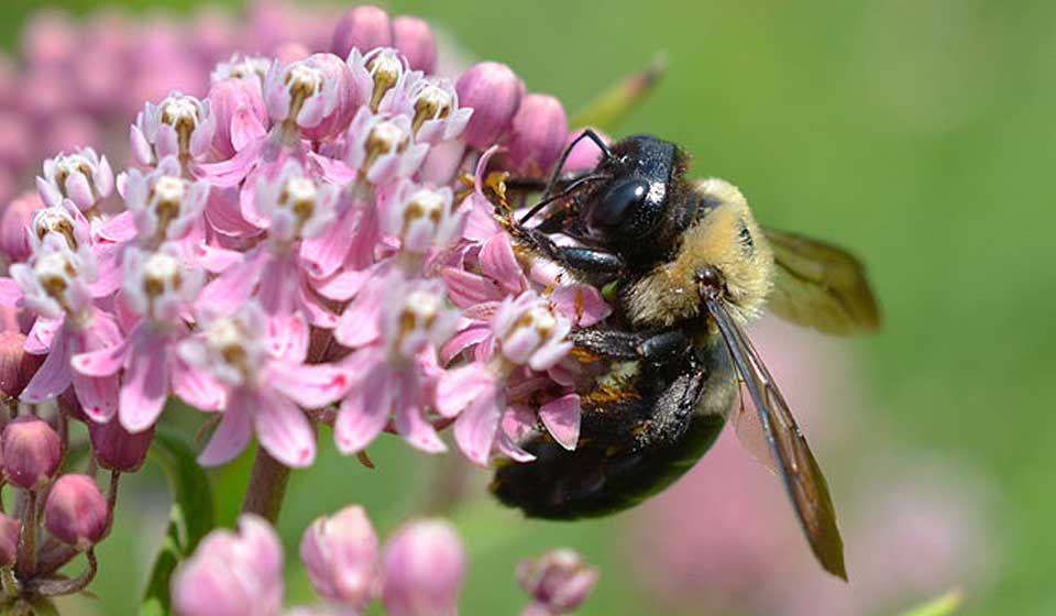 Carpenter Bee 