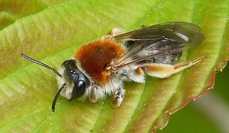 Early Mining Bee