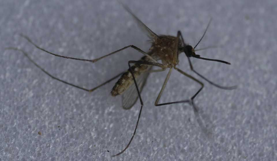 Culex Mosquito