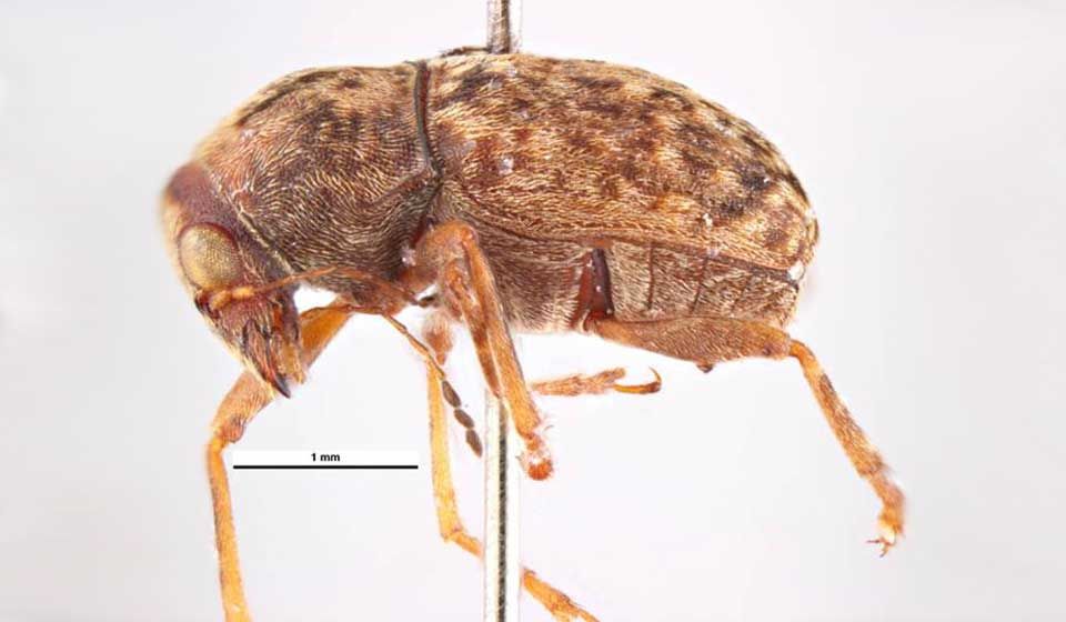 Coffee Bean Weevil 