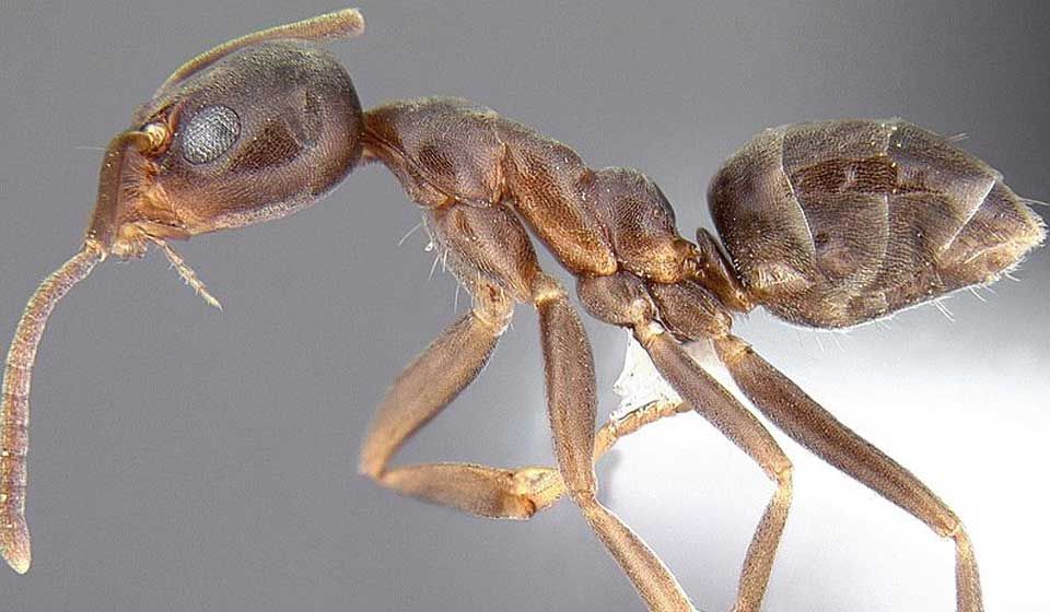 Argentine Ant 