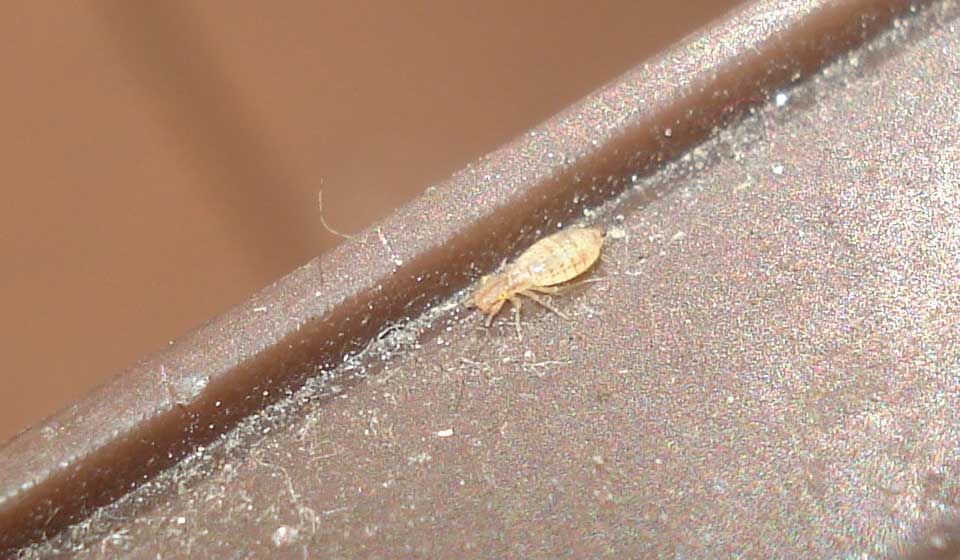 Lice And Mites Aerobeam Professional Pest Management