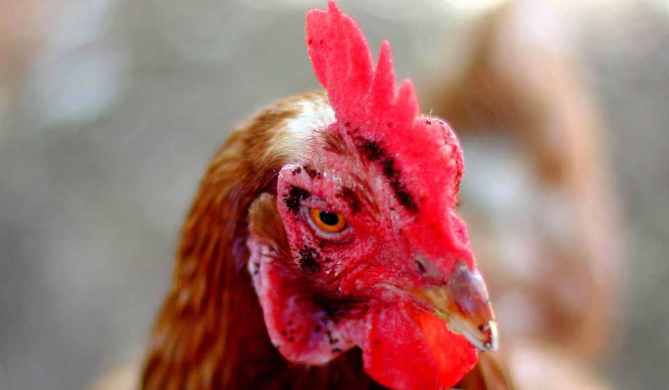 Fleas Aerobeam Professional Pest Management